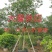 低价供应10～11分小叶紫薇