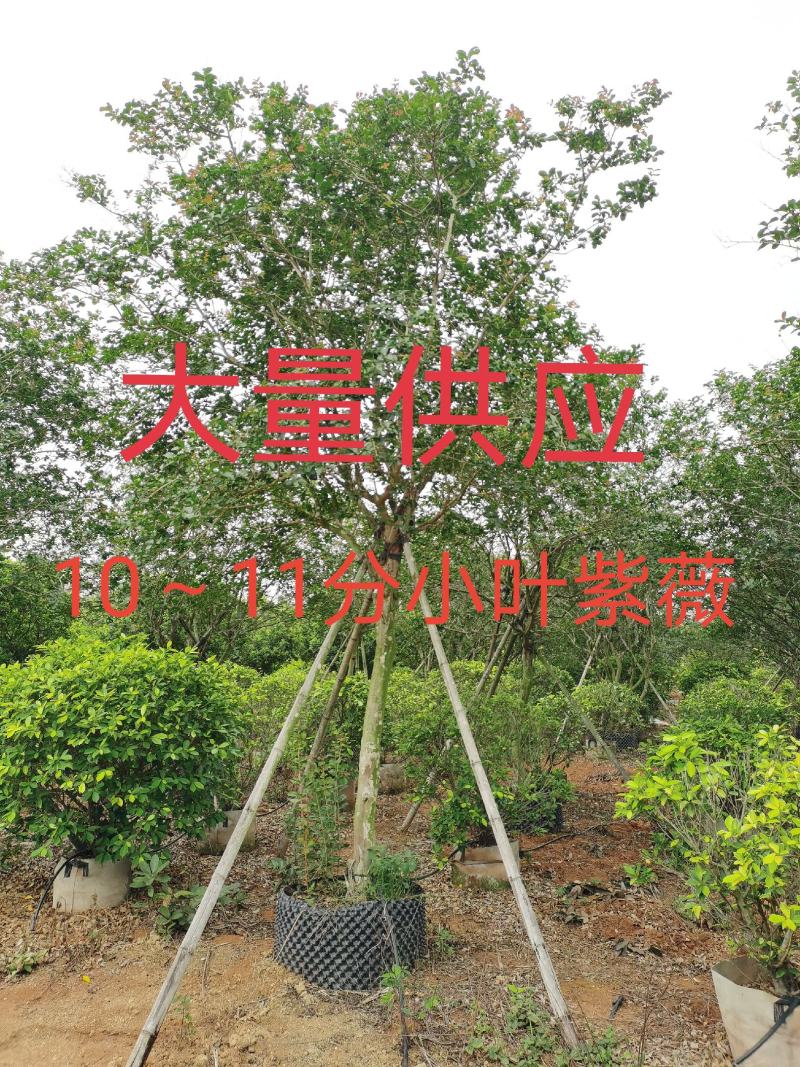 低价供应10～11分小叶紫薇