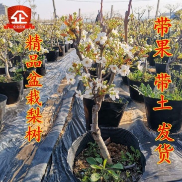 梨树苗盆栽梨树树苗带果室内矮化盆栽梨苗当年结果包邮批发