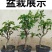 梨树苗盆栽梨树树苗带果室内矮化盆栽梨苗当年结果包邮批发