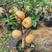 梨树苗盆栽梨树树苗带果室内矮化盆栽梨树当年结果矮化梨树果