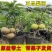 梨树苗盆栽梨树树苗带果室内矮化盆栽梨苗当年结果包邮批发