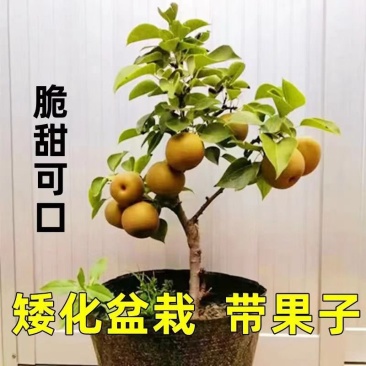 矮化盆栽梨树带果苞发货梨树苗盆景南方北方种植当年结果树