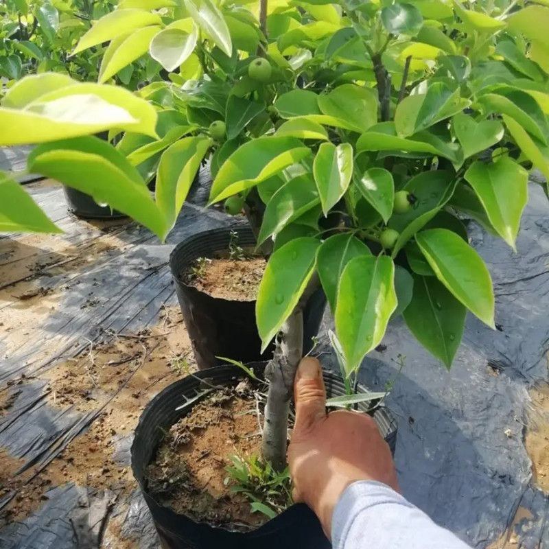 矮化盆栽梨树带果苞发货梨树苗盆景南方北方种植当年结果树