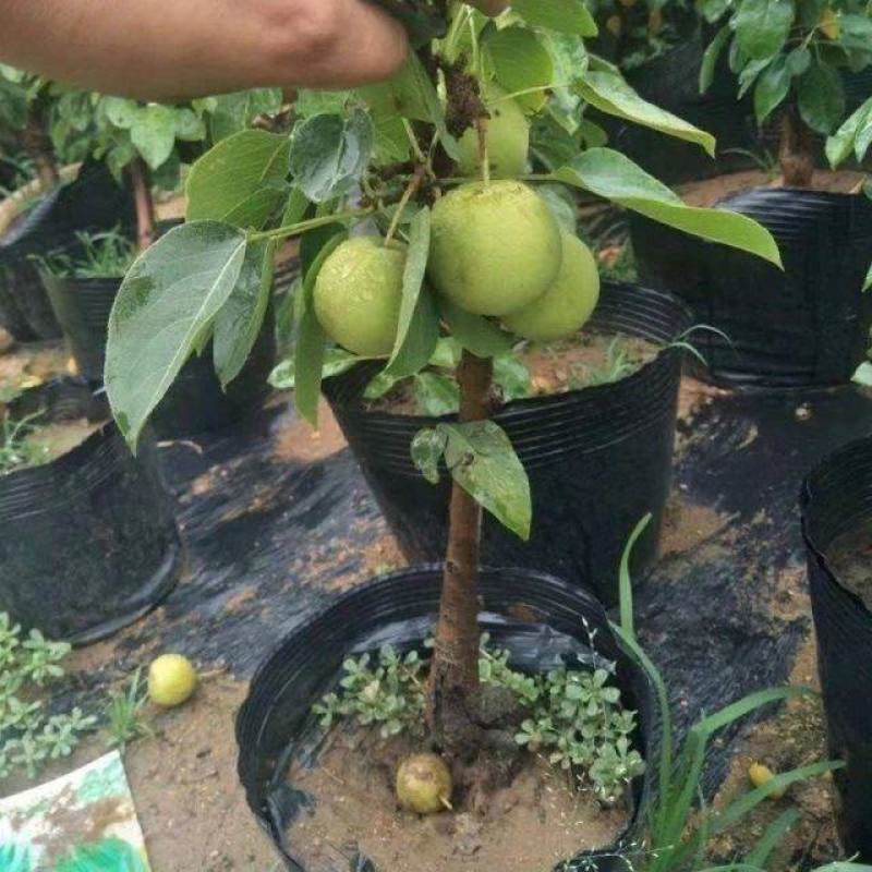 矮化盆栽梨树带果苞发货梨树苗盆景南方北方种植当年结果树