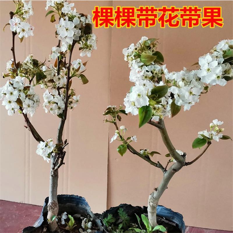 矮化盆栽梨树带果苞发货梨树苗盆景南方北方种植当年结果树