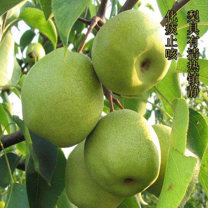 矮化盆栽梨树带果苞发货梨树苗盆景南方北方种植当年结果树