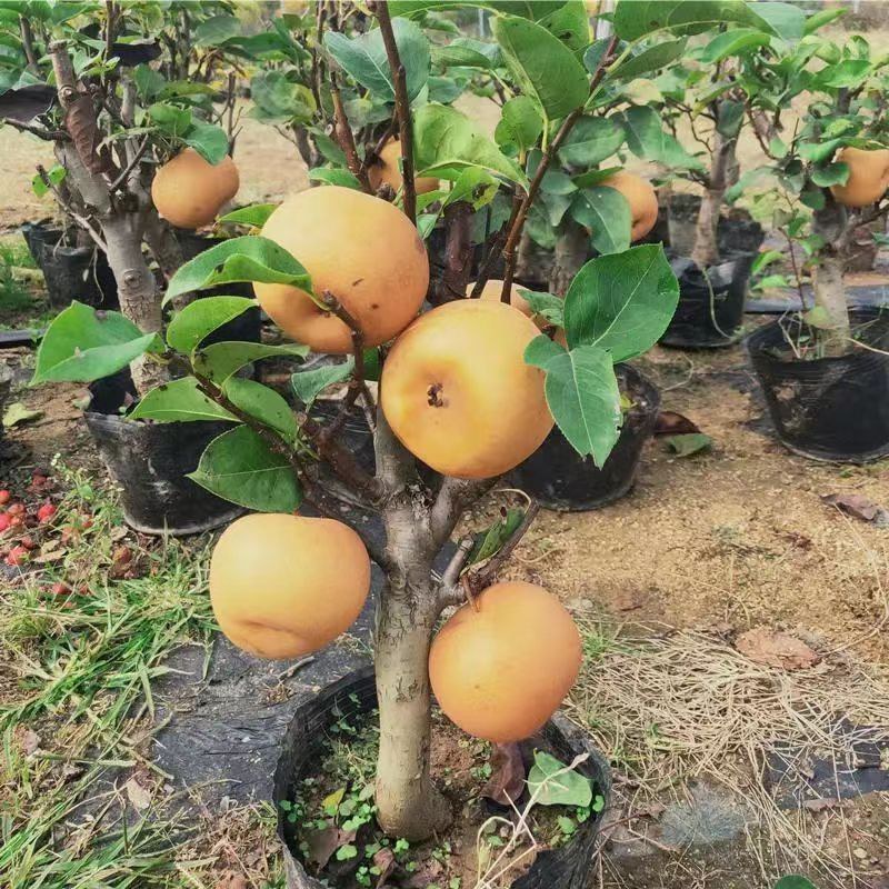 矮化盆栽梨树带果苞发货梨树苗盆景南方北方种植当年结果树