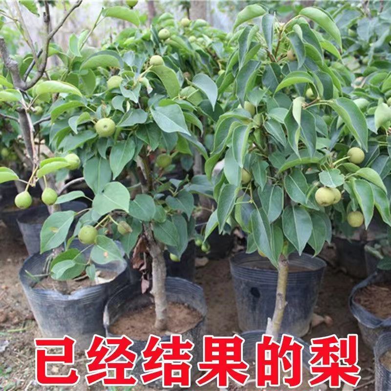 矮化盆栽梨树带果苞发货梨树苗盆景南方北方种植当年结果树