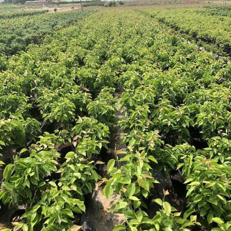 矮化盆栽梨树带果苞发货梨树苗盆景南方北方种植当年结果树