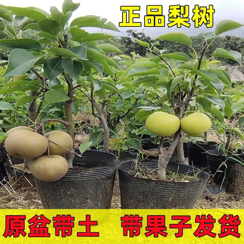 矮化盆栽梨树带果苞发货梨树苗盆景南方北方种植当年结果树