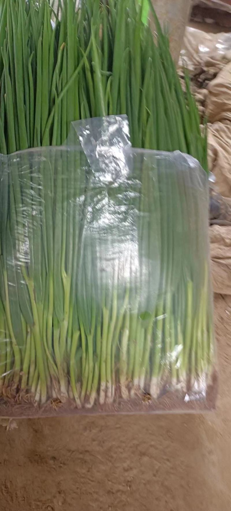 小葱苗，可食用味道浓，可栽培