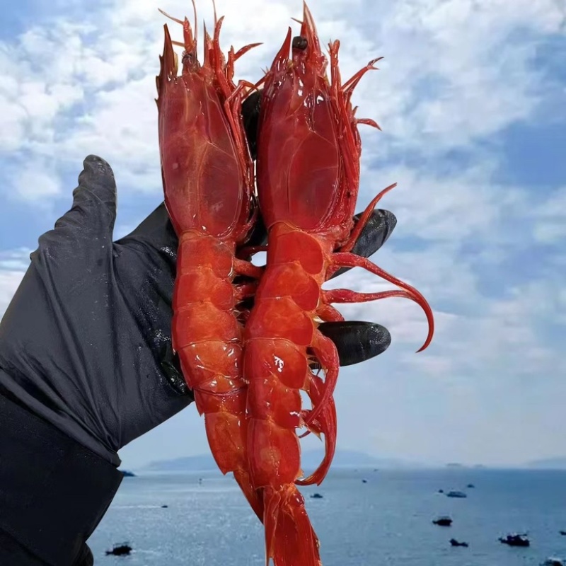 红魔虾海捕鲜活速冻日料刺身新鲜大虾红魔虾批发牡丹虾