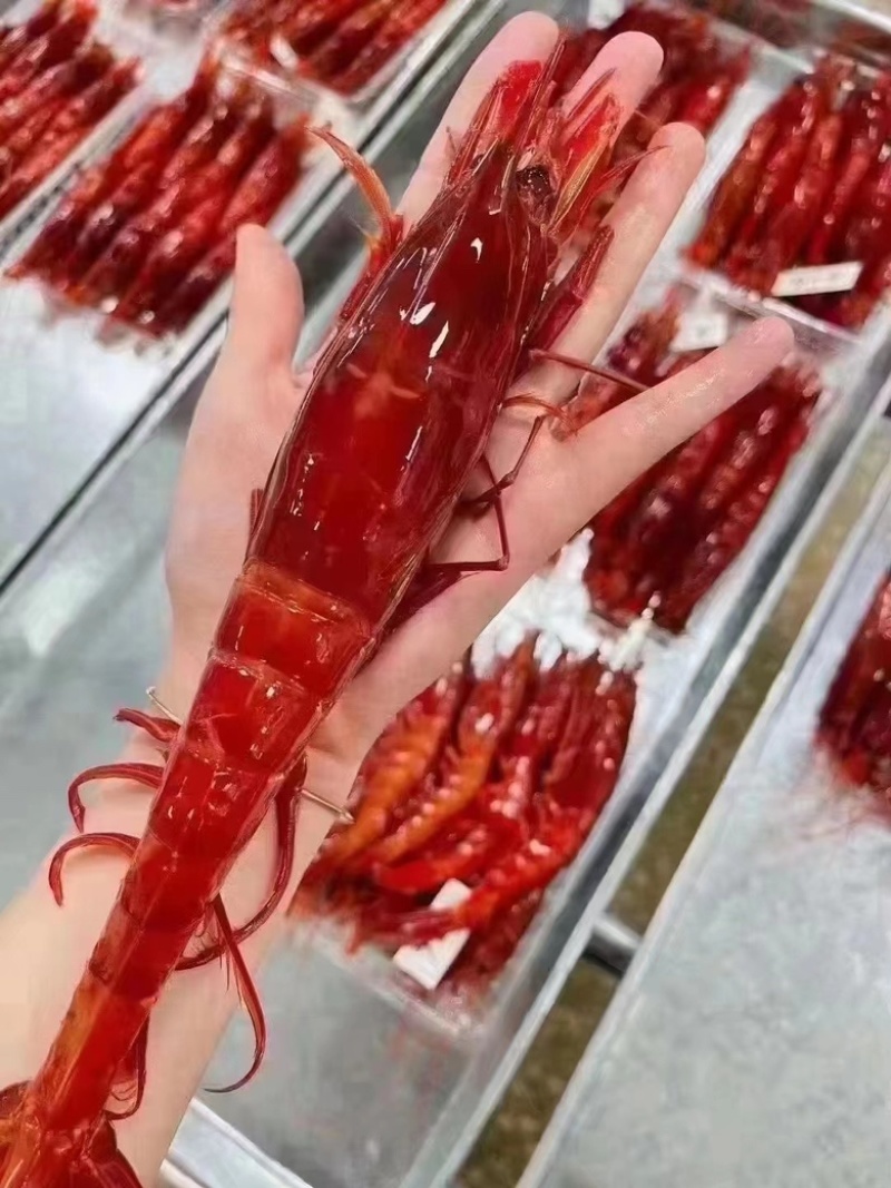 红魔虾海捕鲜活速冻日料刺身新鲜大虾红魔虾批发牡丹虾