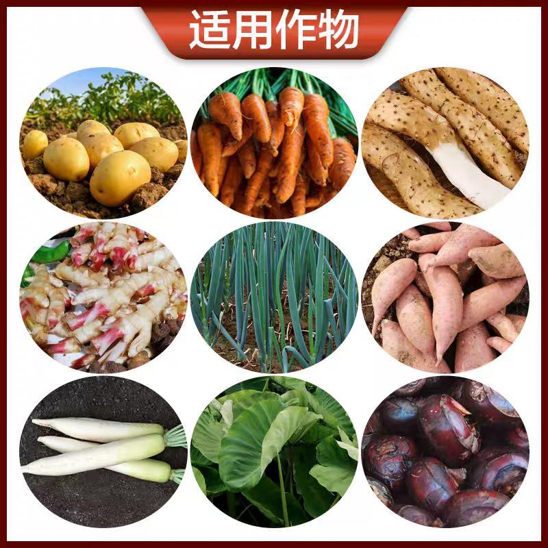 地下根茎块地瓜蜜薯膨大剂土豆红薯马铃薯大蒜姜药材作物