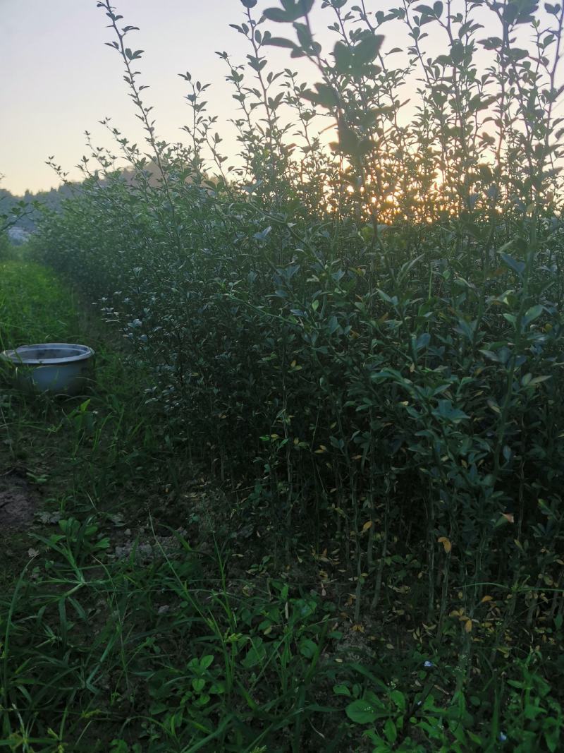 枳壳苗，枸橘苗，枳壳砧木重庆无病害苗，基地直供