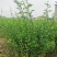 枳壳苗，枸橘苗，枳壳砧木重庆无病害苗，基地直供