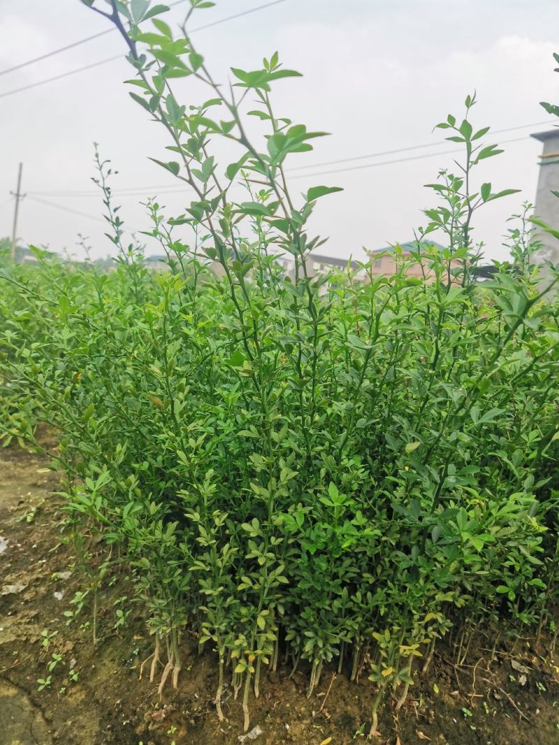 枳壳苗，枸橘苗，枳壳砧木重庆无病害苗，基地直供