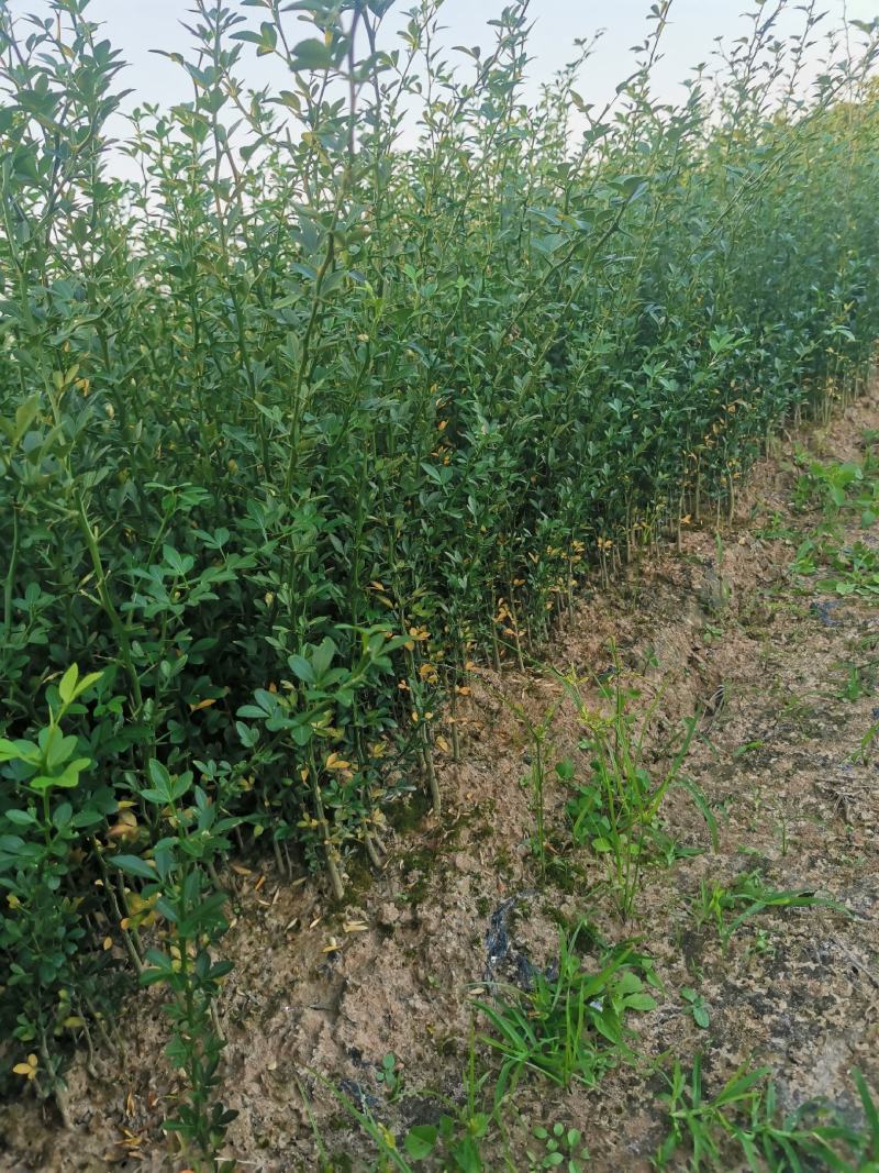 枳壳苗，枸橘苗，枳壳砧木重庆无病害苗，基地直供