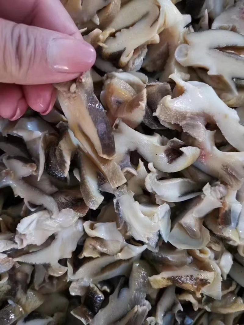 螺肉切片玉螺肉切片海螺切片深海贝类猫眼螺切片香螺