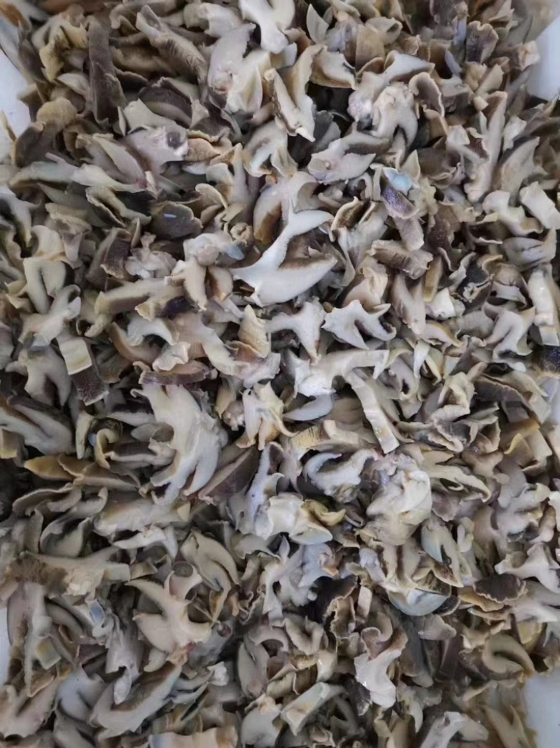 螺肉切片玉螺肉切片海螺切片深海贝类猫眼螺切片香螺