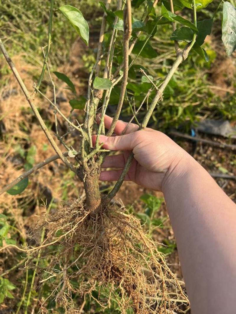 茉莉花苗/产地现挖现发/基地直供/保成活率/全国发货