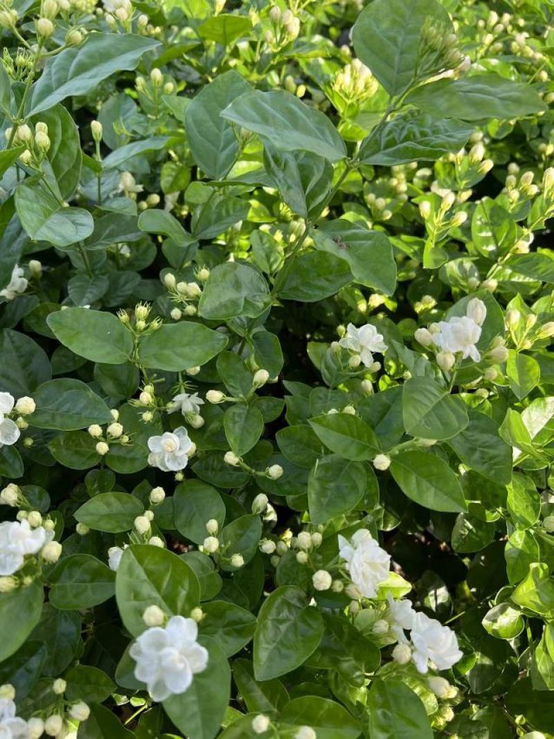 茉莉花苗/产地现挖现发/基地直供/保成活率/全国发货