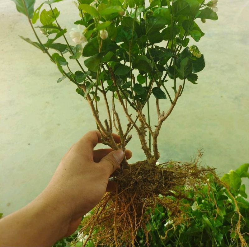 茉莉花苗/产地现挖现发/基地直供/保成活率/全国发货