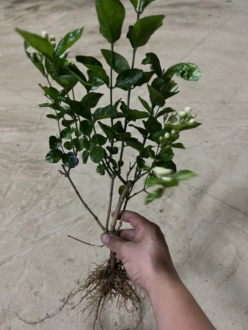 茉莉花苗/产地现挖现发/基地直供/保成活率/全国发货