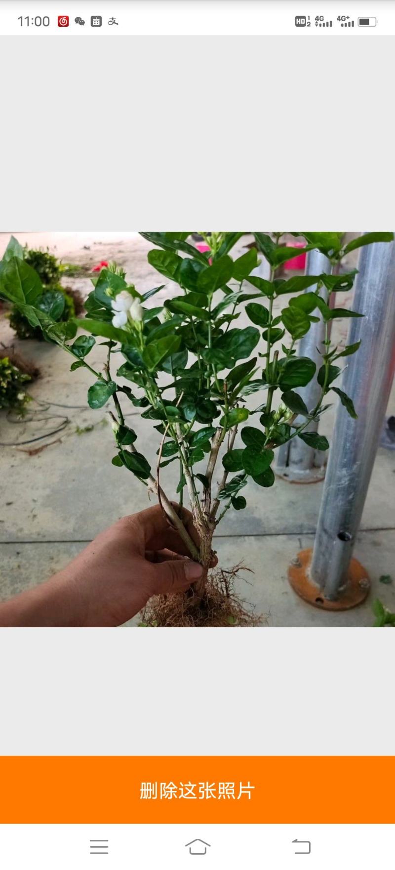 茉莉花苗/产地现挖现发/基地直供/保成活率/全国发货