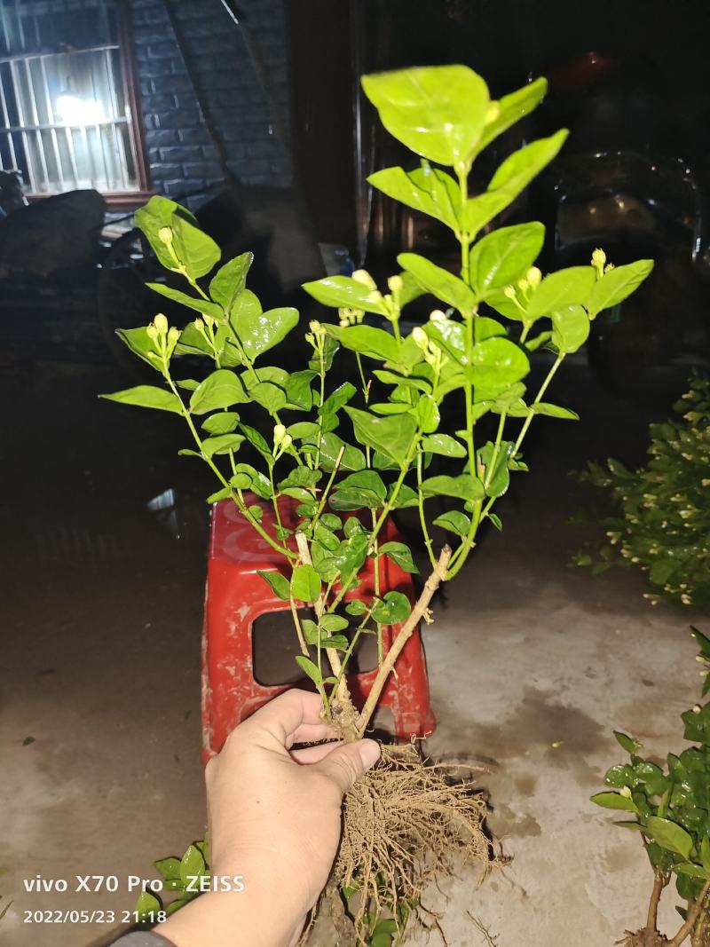 茉莉花苗/产地现挖现发/基地直供/保成活率/全国发货