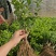茉莉花苗/产地现挖现发/基地直供/保成活率/全国发货