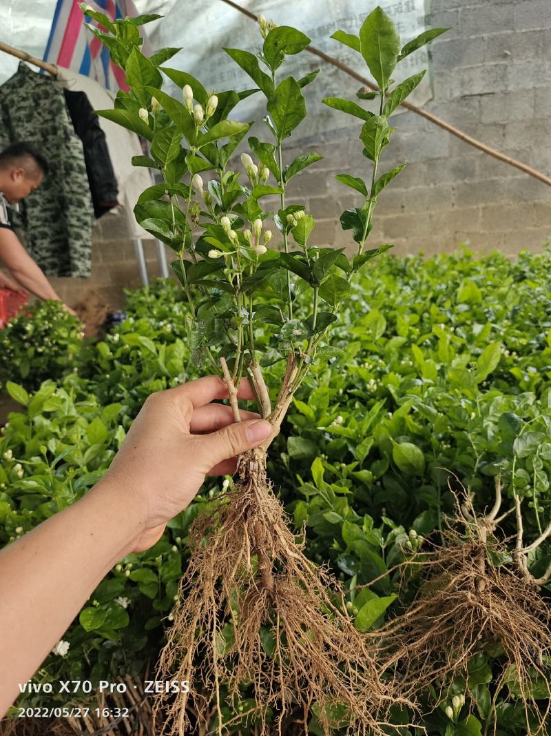 茉莉花苗/产地现挖现发/基地直供/保成活率/全国发货