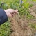 茉莉花苗/产地现挖现发/基地直供/保成活率/全国发货