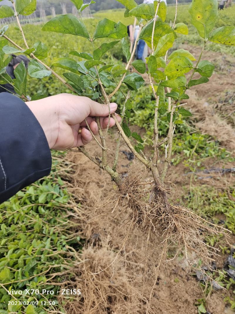 茉莉花苗/产地现挖现发/基地直供/保成活率/全国发货