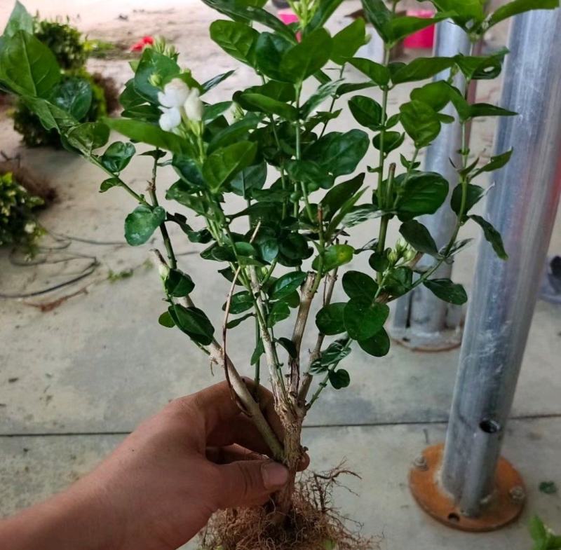 茉莉花苗/产地现挖现发/基地直供/保成活率/全国发货