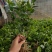 茉莉花苗/产地现挖现发/基地直供/保成活率/全国发货