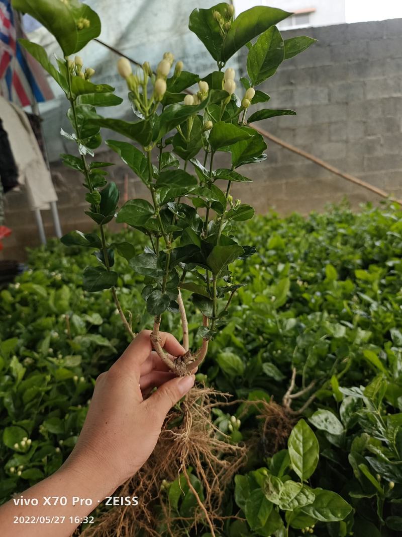 茉莉花苗/产地现挖现发/基地直供/保成活率/全国发货