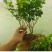 茉莉花苗/产地现挖现发/基地直供/保成活率/全国发货