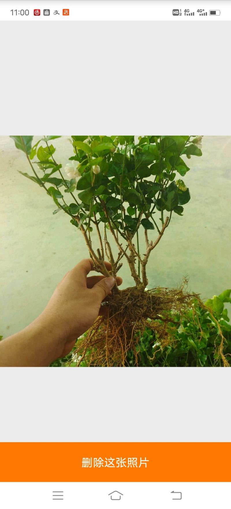 茉莉花苗/产地现挖现发/基地直供/保成活率/全国发货