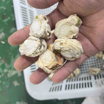 扇贝肉干冰无泡水无泡药扇贝栉孔扇贝肉