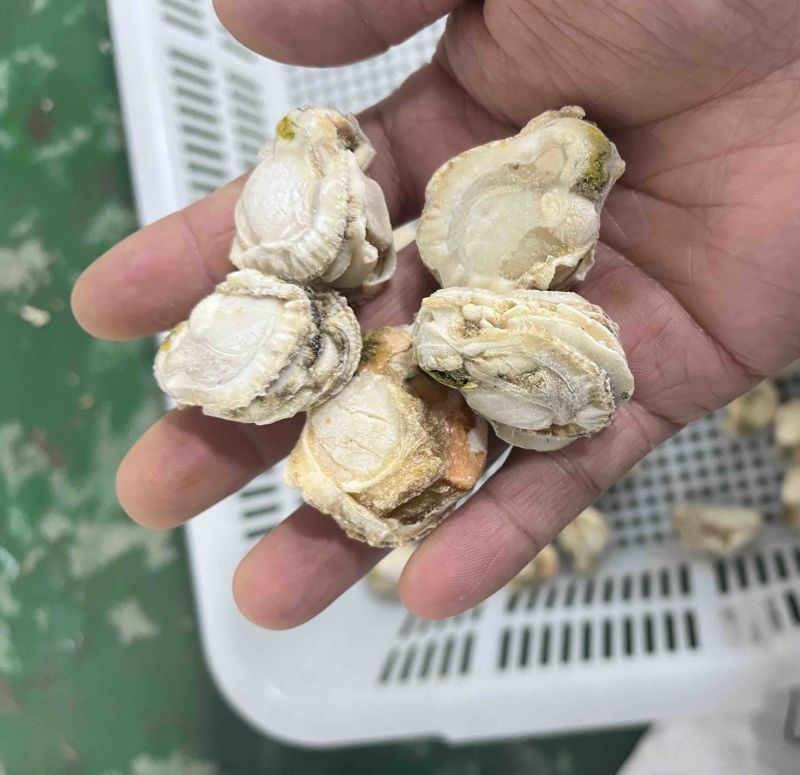 扇贝肉干冰无泡水无泡药扇贝栉孔扇贝肉