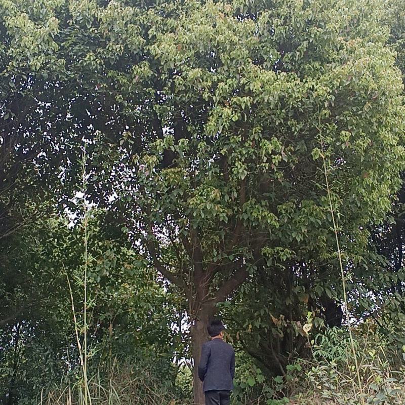 香樟树