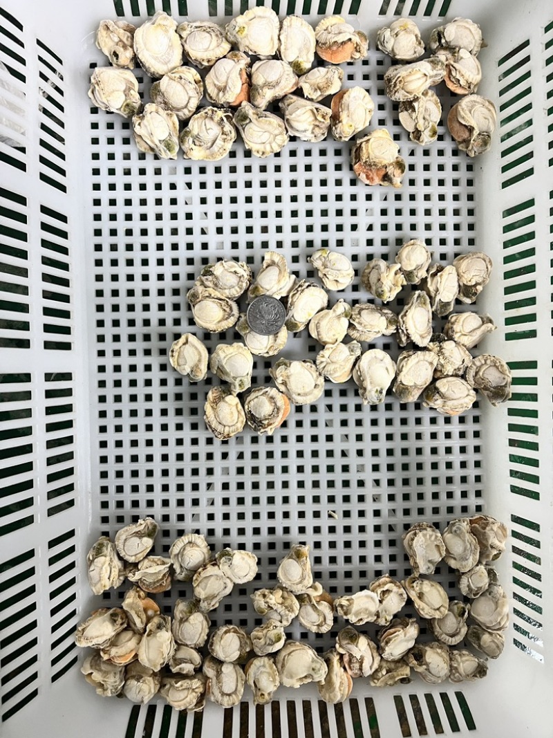 扇贝肉干冰无泡水无泡药扇贝栉孔扇贝肉