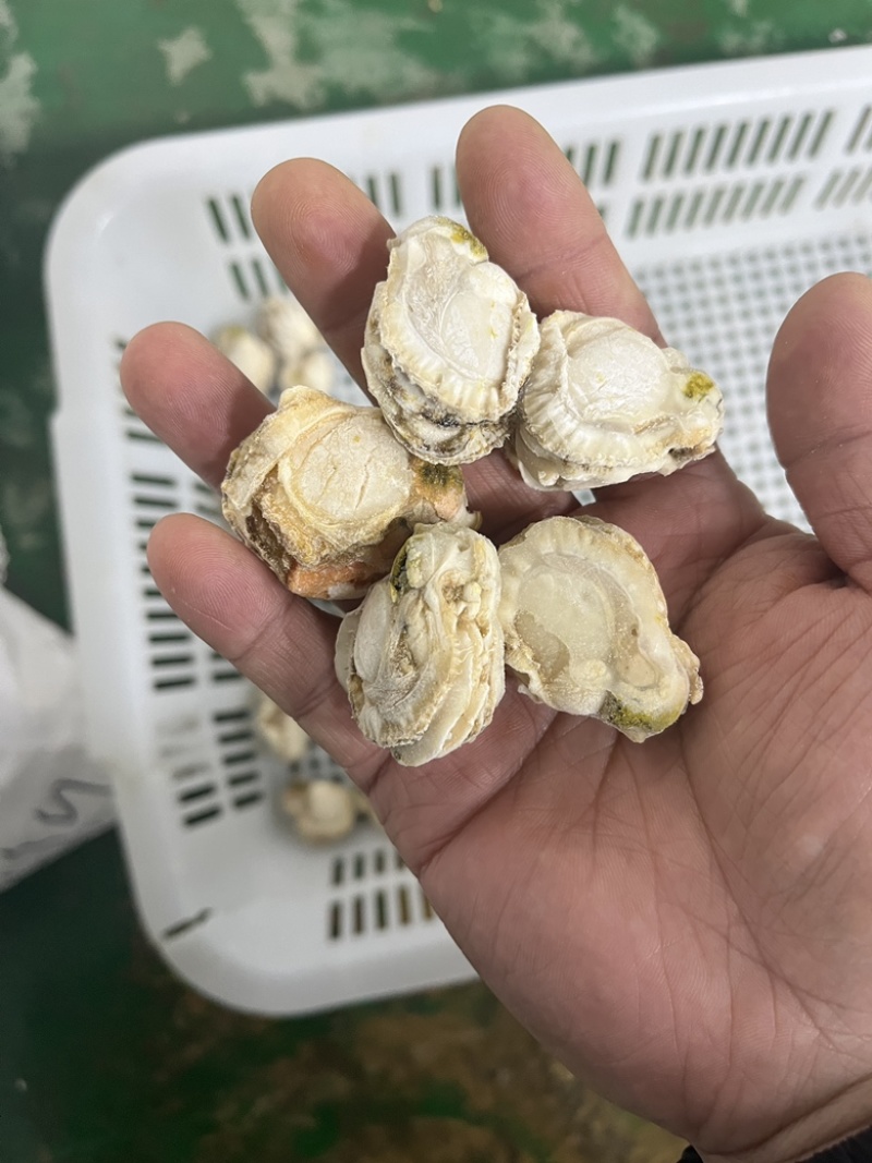 扇贝肉干冰无泡水无泡药扇贝栉孔扇贝肉