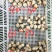 扇贝肉干冰无泡水无泡药扇贝栉孔扇贝肉
