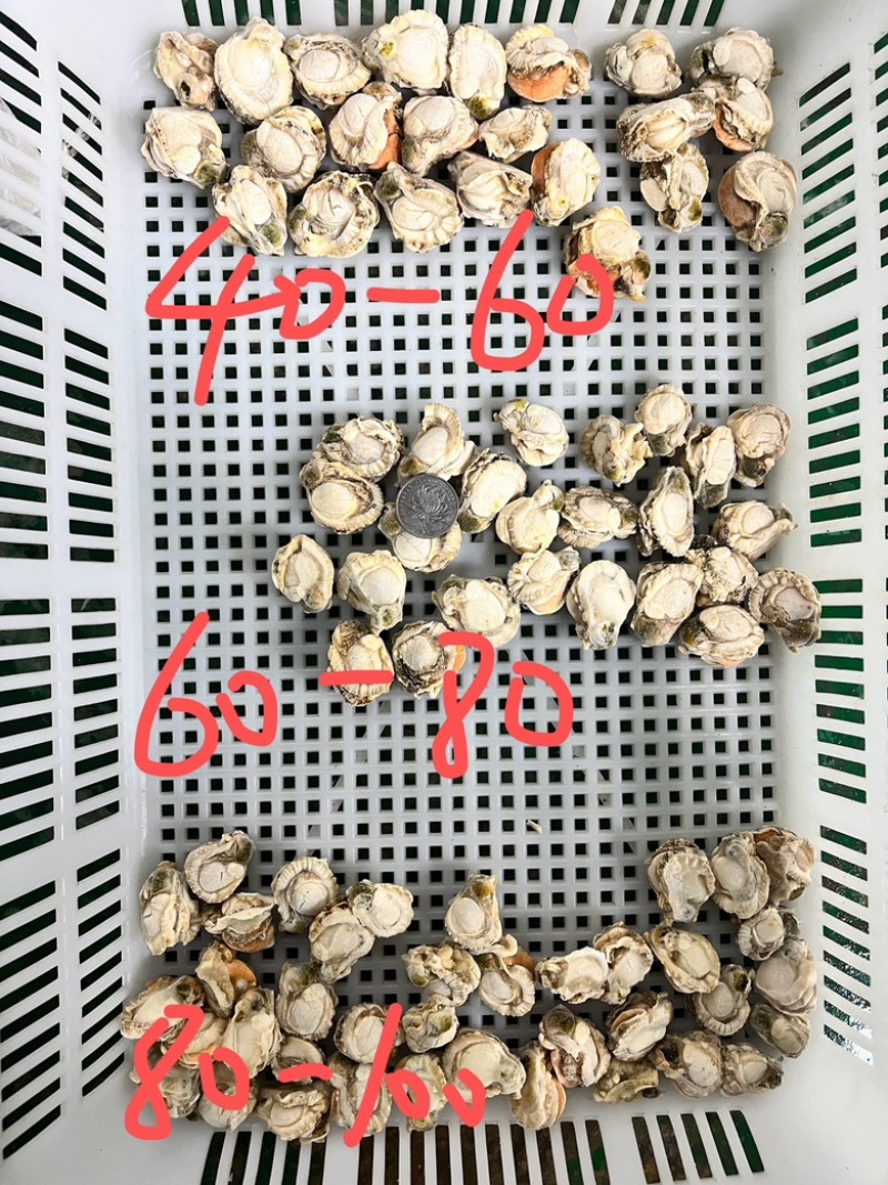 扇贝肉干冰无泡水无泡药扇贝栉孔扇贝肉