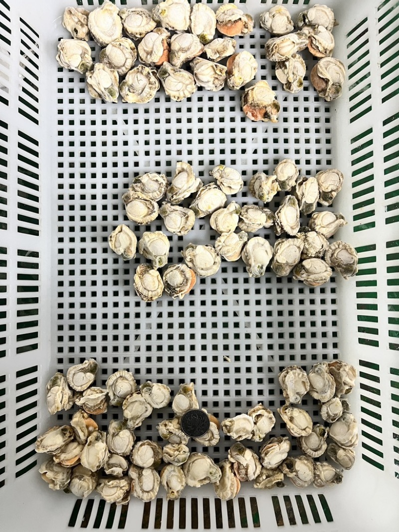 扇贝肉干冰无泡水无泡药扇贝栉孔扇贝肉