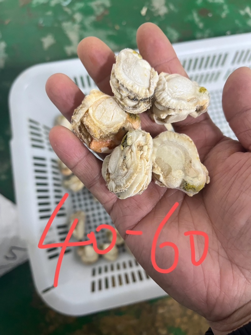扇贝肉干冰无泡水无泡药扇贝栉孔扇贝肉