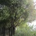 香樟树